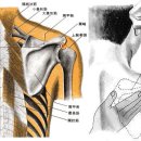 견료혈TE14 견료(肩髎 2개 혈) : 三焦實의 主要 反應處. 이미지