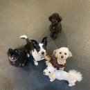 견고하개 이미지