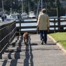 강아지와 산책 이미지