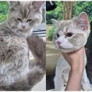 퍼피살롱 이미지