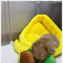 퍼피로그 강아지분양 창원점 이미지