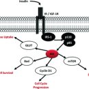 Re:Re: Diabetes, cancer, and metformin: connections of metabolism and cell proliferation 이미지