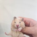 로던트 클럽 이미지