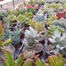 섬진농장 이미지