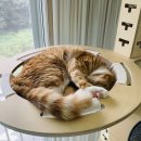 지에스25명지호반점 | 백수의 일기 / ~210928