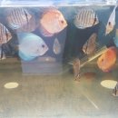 베스트피쉬 수족관 이미지