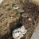 네코스테이 고양이마을 이미지