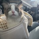 신림종합동물병원 이미지