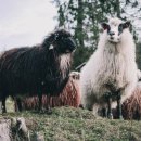 블랙쉽(Black sheep)