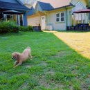 퍼피애견 이미지