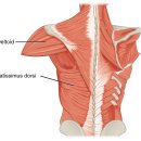 가산로7길 | 가산필라테스, 비기닝필라테스 전지점 11월 강사교육 +광배근과 대원근