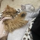 사르르몽몽 이미지