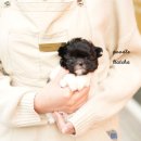 퍼피애견샵 | [청라강아지분양 후기]홍스퍼피 인천 애견샵 실제 방문 상담 리얼 후기