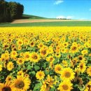 김*만 - 안양시 동안구 | 김*만