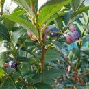 대환농장 이미지