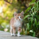 해운대동물메디컬센터 이미지