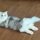 심쿵하냥 이미지