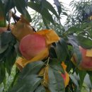 향로농장 이미지