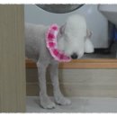 댄디애견 이미지