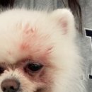 참 동물병원 이미지