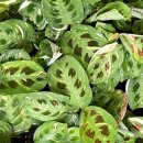 뜨락농장 | 화성 청구원 야생화뜨락 희귀식물 농장 방문 후기