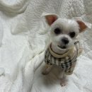 슈가 펫살롱 이미지