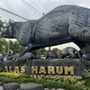 하룸 Harum