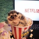 본 동물 건강검진영상센터 이미지