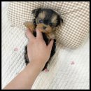 멍앤냥 강아지고양이 안양점 이미지