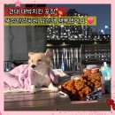 치킨에 취하닭 힐링점 | 건대 닭강정 맛집 대박치킨 포장 뚝섬한강공원 반려견과 야식 데이트 후기