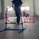 올 마스터 독 이미지