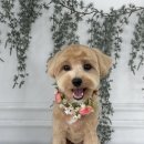 다듬, 강아지미용실 이미지