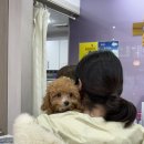 형곡동물병원 이미지