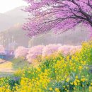 Spring has come 春が来た !!! 이미지