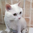 코리아 퍼피 이미지