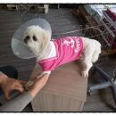 당진종합 동물병원 이미지