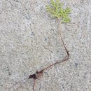 황금대박 이미지