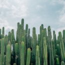 (주)유안테크 | 디앤디파마텍, 유안타제16호스팩, 민테크 매도 후기