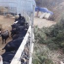 논산흑염소
