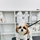 애견미용 이미지