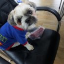 거목 통나무집 이미지