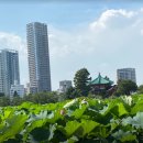 문화공원_상 | 일본 도쿄여행 2일차 - 상 (우에노공원 / 아키하바라 / 아사쿠사 센소지)