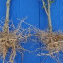 무궁화한의원 이미지