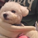 W. 반려견 애견동반 웨딩촬영 무이스튜디오 촬영후기