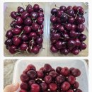 🥹🙊벌써 후기가?! 넘 맛있어서 순삭하셨다는 요니팜스 시그니처 빙체리 후기🍒