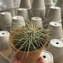 우리농약사 | [식쇼] 조인폴리아 방문후기 + 어죽국수 맛집 + 빅카드, 코니도 구매처