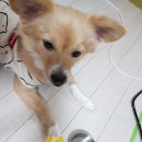 머슴타이어 | 머슴집밥 냉이삼겹살은 행복