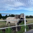 팜팜스테이 이미지