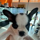 에르펫츠 강아지분양 고양이분양 다산점 이미지