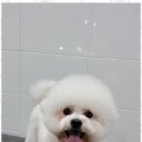 멍멍살롱 이미지